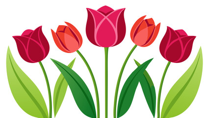 Obraz premium red tulips isolated on white