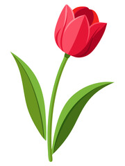 red tulip isolated on white © Waliul