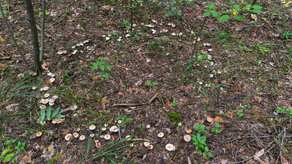 Close-up of small toadstool mushrooms in the forest.