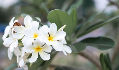 The flowers are white and beautiful.