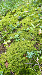 The moss on the trees in the forest is beautiful in the sun. Macro shooting