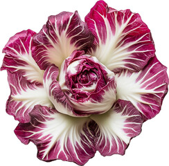 Radicchio vegetable isolated, Radicchio Plant Clipart, Fresh Healthy radicchio Illustration