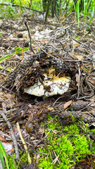 A bunch of mushrooms in the ground. Mushroom picking in the forest