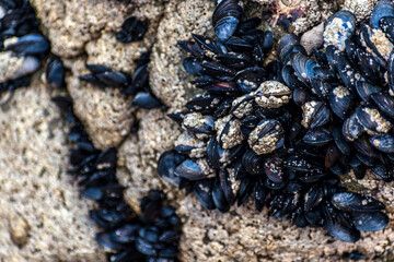 Mussels clinging to a rock at low tide in Brittany