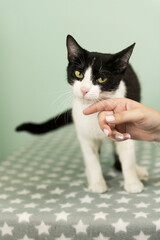 Porträt einer schmusigen schwarz-weißen Hauskatze