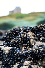 Mussels clinging to a rock at low tide in Brittany