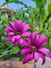 A close-up macro shot of two vibrant purple daisies against a soft, blurred background. The delicate petals and bright yellow centers are captured in stunning detail, creating a serene and beautiful i