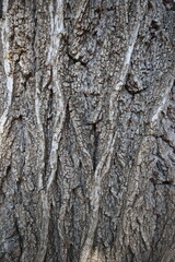 bark texture of ulmus minor