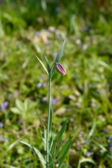 Alpine checkered lily flower bud