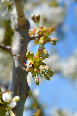 Sweet cherry flower buds