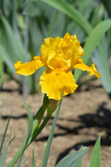 Obraz premium Standard Dwarf Bearded Iris Orange Caper flower