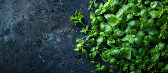 basil young green plant seedlings microgreens menu idea food backdrop top view copyspace for text keto or paleo diets