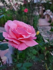 A stunning close-up of a delicate pink rose against a blurred green background. The soft petals and vibrant color make it a perfect choice for floral design, wallpaper, and commercial projects. High-r