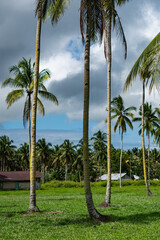 The Coconut Farm in Seram Island, Maluku Province, Indonesia
