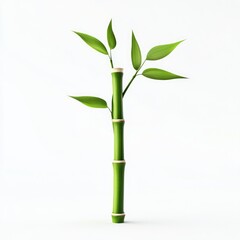 Green Bamboo Shoot with White Background