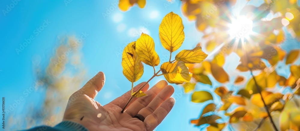Poster branch of yellow autumn leaves in a male hand set against a blue sky backdrop empty copy space for t