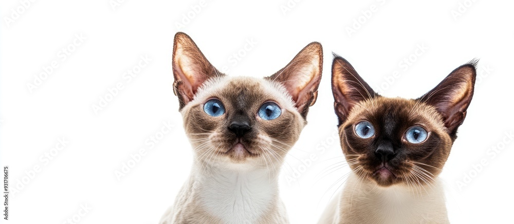 Poster devon rex and siamese cats positioned in front of a white background. with copy space image. place f