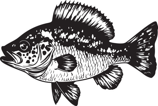 recommend clip art: Crappie Fish Silhouette Vector Illustration