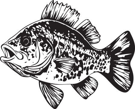 recommend clip art: Crappie Fish Silhouette Vector Illustration