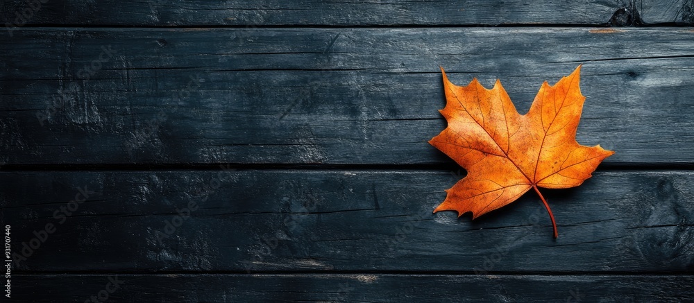 Aufkleber autumn leaf on a black wood painted background autumn hues. with copy space image. place for adding 