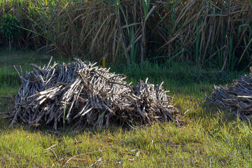 Pile of sugar cane trees in the field, Sugar cane is the basic ingredient for sugar