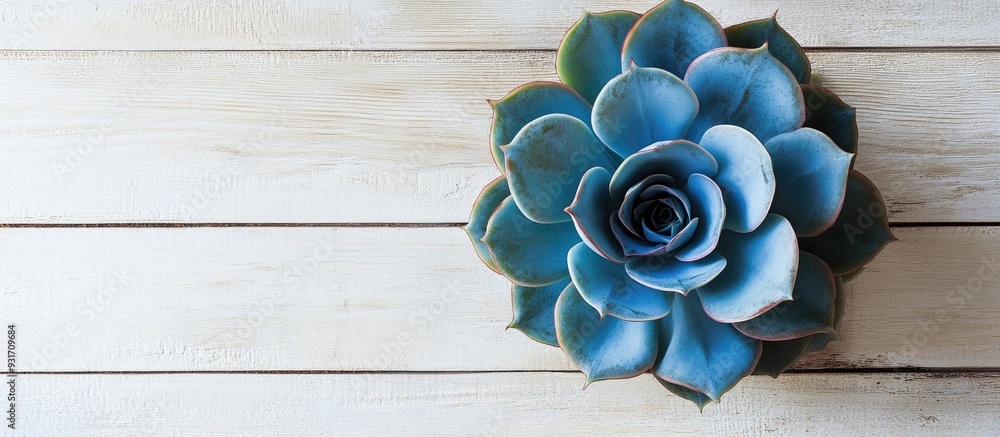 Poster large blue rose succulent plant photographed from above on a whitewashed wood background a nature an