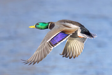 Mallard drake duck in flight over the Ottawa river in Canada