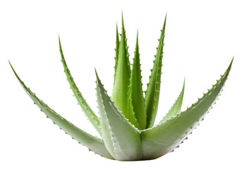 Fototapeta premium PNG Aloe vera plant xanthorrhoeaceae white background freshness.