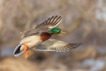 Obraz premium Mallard drake duck in flight over the Ottawa river in Canada