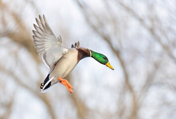 Mallard drake duck in flight over the Ottawa river in Canada