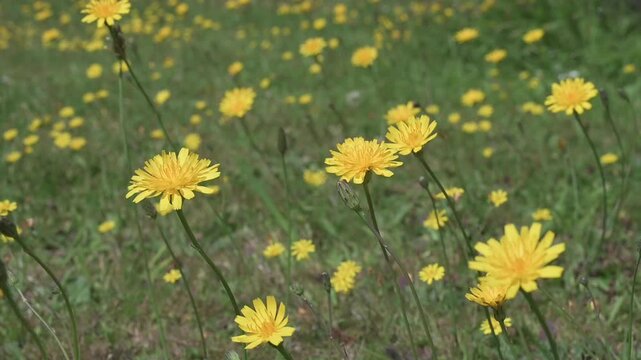 Hawkweed / Hawksbill / Hawkbit flowers growing on an uncut garden lawn. Windy day in August, Kent, UK [Slow motion]