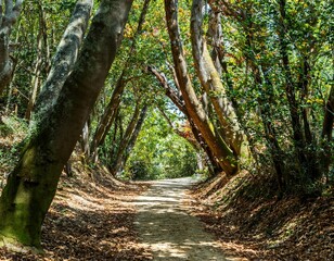 A forest path winds between trees, sunlight filtering through leaves, inviting peaceful serenity.