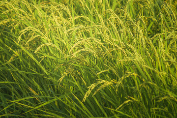 Ripe rice, in the paddy fields