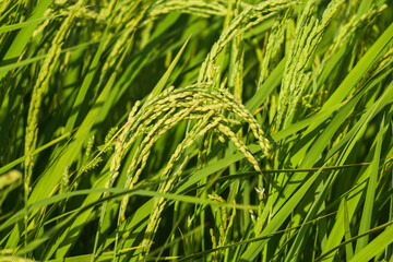 Ripe rice, in the paddy fields