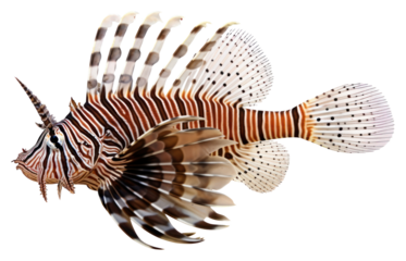 PNG Lion fish aquarium animal water.