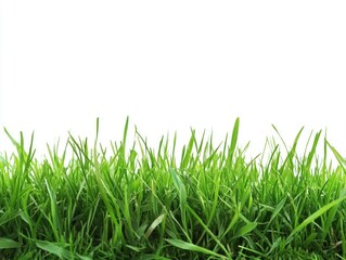 Fototapeta premium Vibrant Green Field of Grass