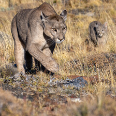 Puma on the miove in the Torres del Paine, Chile