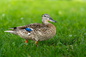Duck walking in the grass