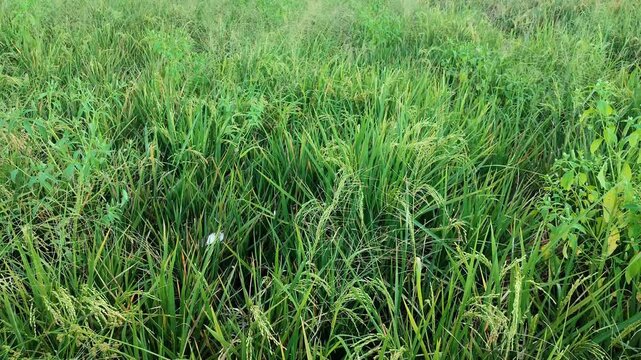 Green background of Panicum maximum among Oryza sativa plants blown by the wind. Nature background of rice fields. Soft focus.