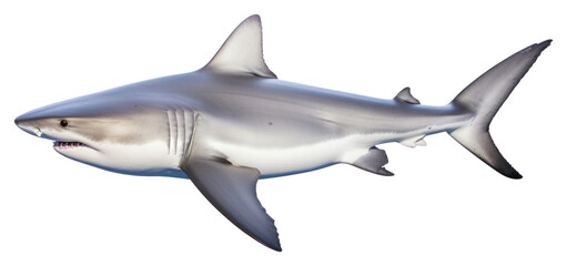 PNG A white shark animal fish sea.