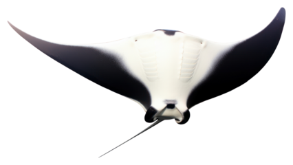 PNG Animal white white background appliance.