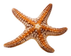 PNG Starfish animal sea white background.