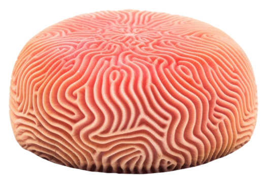PNG Brain ocean sea white background. - Powered by Adobe