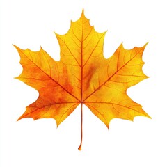 Single Autumn Maple Leaf Isolated on White Background