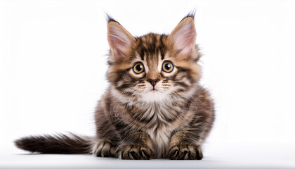 Obraz premium An isolated image of a curious kitten sitting on a white background, with its ears perked up and eyes wide, capturing its playful and inquisitive nature.