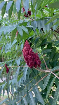 Deer-horned sumac, or Fluffy sumac, Acetic tree, short-haired sumac, large virgin sumac (Rhus typhina)