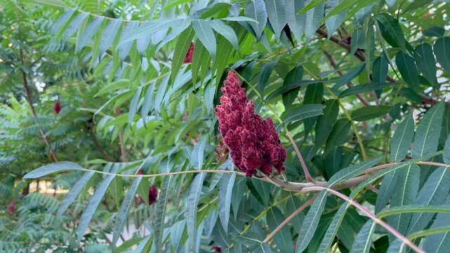 Deer-horned sumac, or Fluffy sumac, Acetic tree, short-haired sumac, large virgin sumac (Rhus typhina)