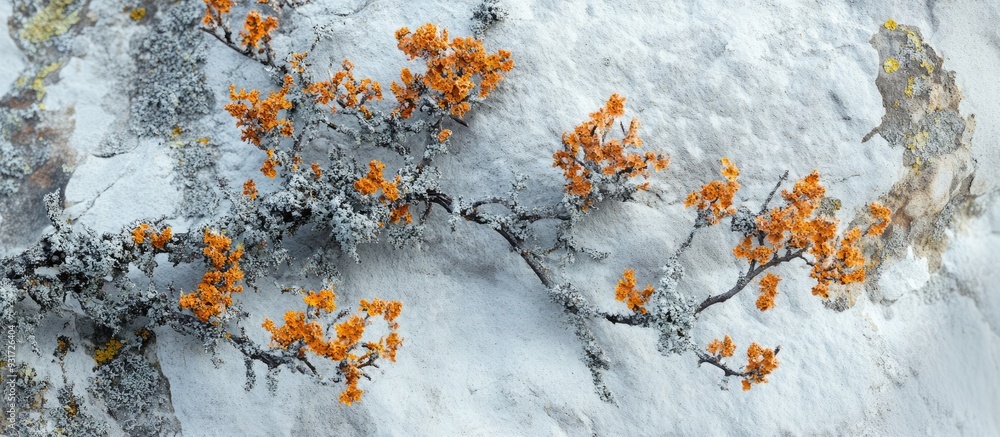 Aufkleber Orange mold or lichen on a winter tree. with copy space image. Place for adding text or design