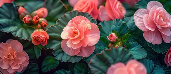 Small pink flower Begonia sparreana in a green garden This photo is ideal for nature backgrounds botanical posters and garden related media. with copy space image. Place for adding text or design