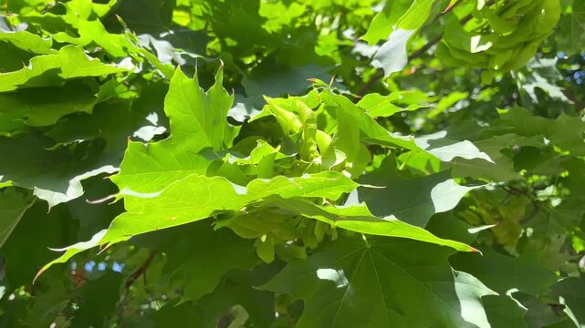 Green leaves and seeds on maple tree in the garden
